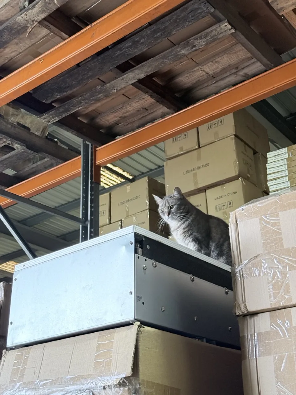 A grey cat sitting on boxes high up in a pallet rack at a partner warehouse